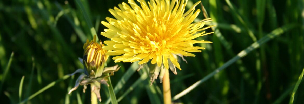 Löwenzahn Naturkosmetik München