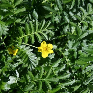 Best of summer – Wildkräutergenuss am 31.07.2027
