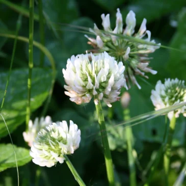 Kraftvolle Wiesenwildkräuter im Frühsommer am  12.06.2027