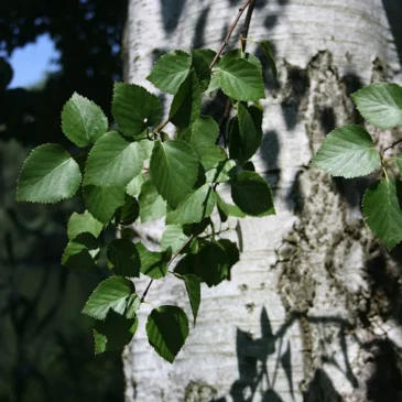 Vitalkraft im Herbst – Wildkräuter und Bäume am 17.10.2026 – bereits ausgebucht
