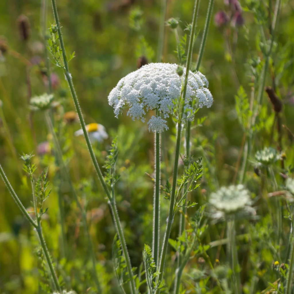 Naturkosmetik München Wildkräuterlich