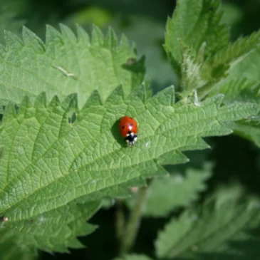 Grüne Pflanzenkraft – einheimische Wildkräuter im Frühling für alt & jung am 22.05.2027