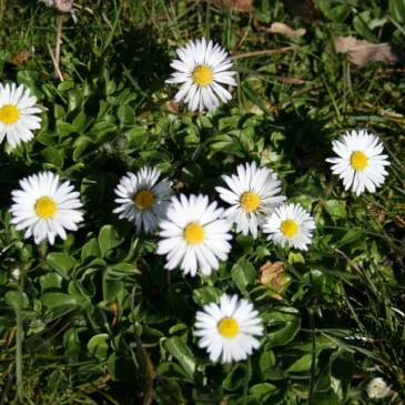 Wildkräuterhelden im Frühling am 17.04.2027