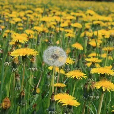 Grünes „Gold“ – einheimische Wildkräuter im Frühling am 01.05.2027