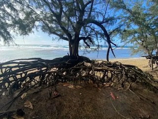 Kauai, Camping, Camping Hawaii, Camping Kauai, Naturreisen, Naturcamping