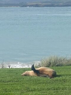 Neuseeland, Neuseeland, Seehunde in Neuseeland, Kaikoura, Natur, unberührte Natur, wilde Natur, Sonnenuntergang in Neuseeland, Taupo, Hot Pools, Rotorua, Maori, Three Sisters, Strand, Ebbe, Steilküste, Lake Okarea, Abel Tasman National Park, totoranui, Rochen, Wassertaxi, Curio Bay