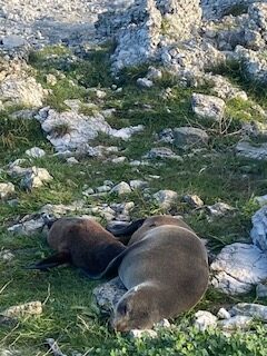 Neuseelandreise, Naturreise Neuseeland, Neuseeland, Seehunde in Neuseeland, Kaikoura,