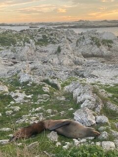 Neuseeland, Neuseeland, Seehunde in Neuseeland, Kaikoura, Natur