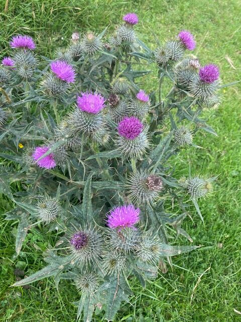 Distel