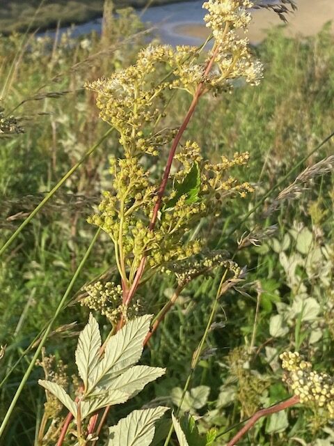 Mädesüß, Schottland