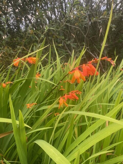 Montbretie, Schottland