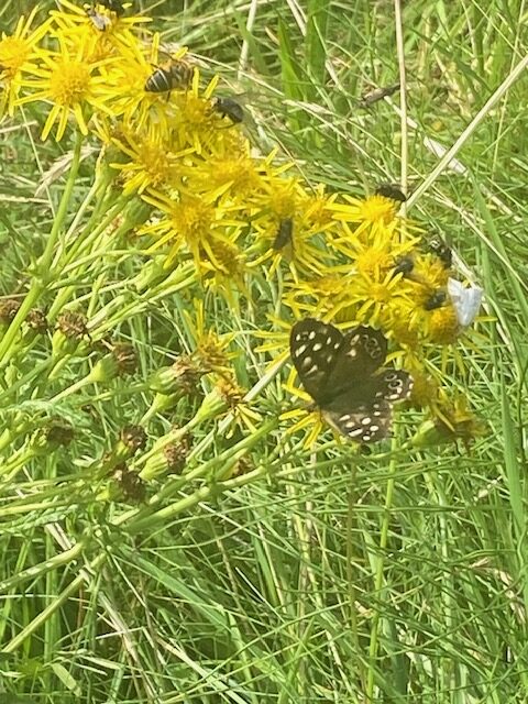 Flockenblume, Schottland
