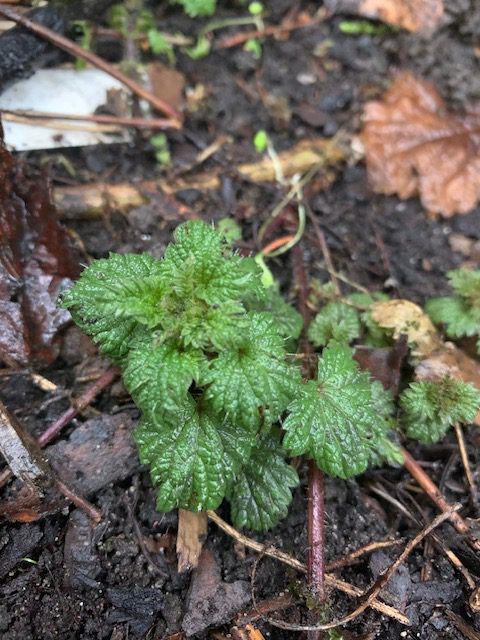 Brennnessel, Superfood, harnsäureausscheidend, rosa Brennnesselsirup, Rezept Brennnessel, einheimisches Superfood, Heilpflanze
