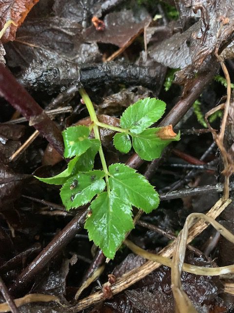 Giersch, Superfood, einheimisch, vegan, Salat, Power, Kraft, energievoll