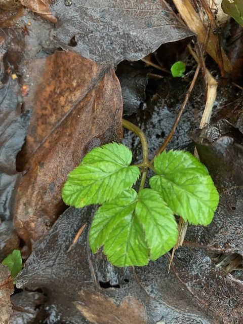Giersch, Superfood, einheimisch, vegan, Salat, Power, Kraft