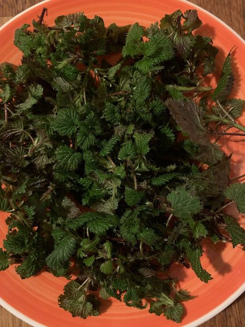 Brennnessel, Superfood, harnsäureausscheidend, rosa Brennnesselsirup, Rezept Brennnessel