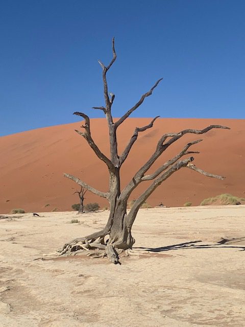 Namibia, Naturreise Namibia, Camping Namibia, Namibia mit Jeep, Namibia mit Dachzelt, Sossus Oasis Campsite, Sossusvlei