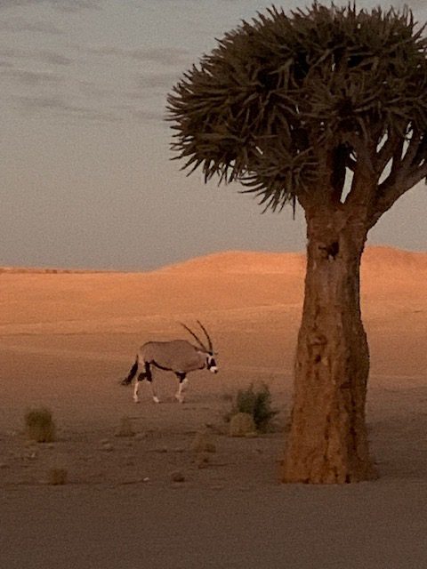 Namibia, Naturreise Namibia, Camping Namibia, Namibia mit Jeep, Namibia mit Dachzelt, Buchmanns Desert Camp, Wüste