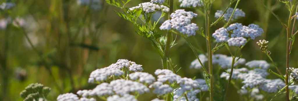 welche Naturkosmetik ist die beste