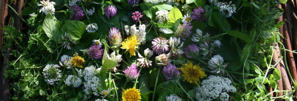 naturkosmetik münchen wildkräuterlich